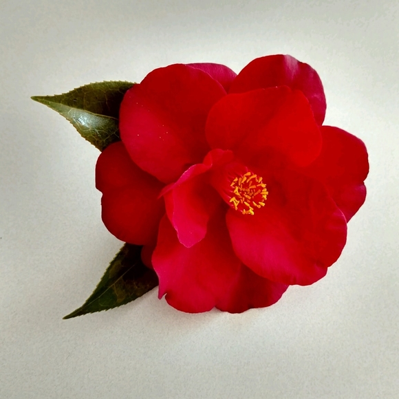 Meet your Posher, Rebecca - Picture 1 of 1